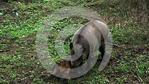 Wild boar scratches its nose in the forest against a stump