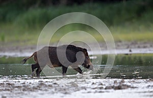 Wild boar in shallow water in forest