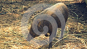 Wild boar sightings in the nature