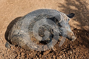 Wild boar sitting on the mud