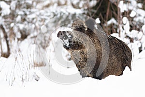 Wild boar sniffing on snow in winter nature