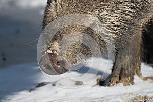 Wild boar snout close up  Sus Scrofa pig