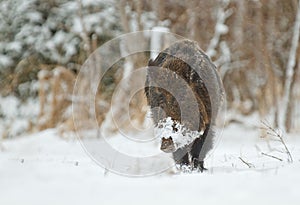 Wild boar in snow