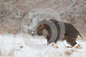 Wild boar in snow