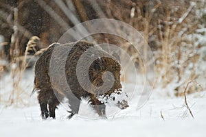 Wild boar in snow