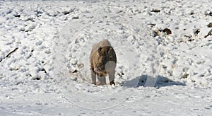 Wild boar in snow