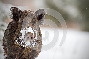 Wild boar with snow on snout photo