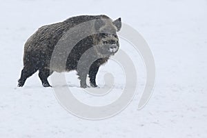 Wild boar in snow during winter time