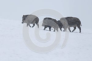 Wild boar in snow during winter time