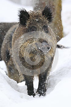 Wild boar in snowfall