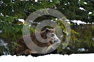 Wild boar with snowy face in winter forest