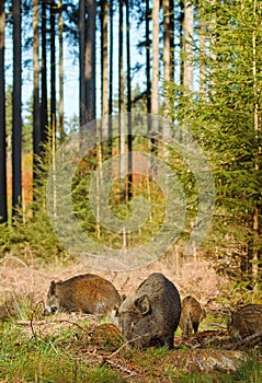 Wild boar sounder photo