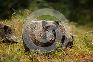 Wild boar sounder in dense undergrowth photo
