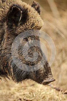 Wild boar sow