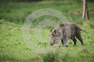 Wild boar sow