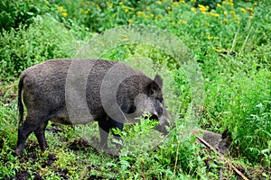 Wild boar sow cleans one of its lying