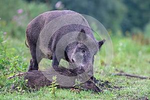 Wild boar sow cleans one of its lying young, summer, lower saxony, sus scrofa, germany