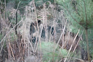 Wild boar sow in a den in a forest