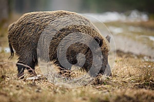 Wild boar sow foraging in winter forest