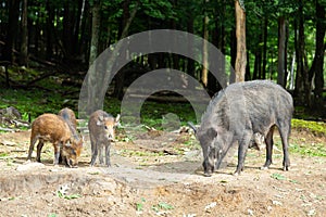 Wild boar sow and her three boarlets foraging for food under trees