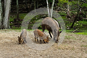 Wild boar sow and her two boarlets foraging for food on dirt road