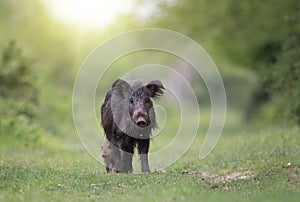 Wild boar sow taking care of piglet