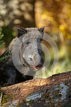 Wild boar sow watching carefully