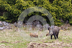 Wild boar sow with young piglets on a meadow