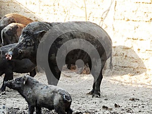 Wild boar On the ground