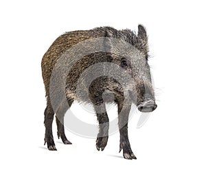 Wild boar standing in front, isolated