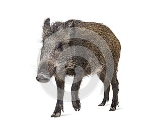 Wild boar standing in front, isolated