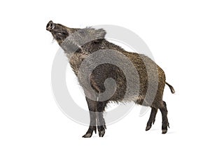 Wild boar standing in front, isolated