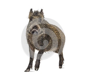 Wild boar standing in front, isolated