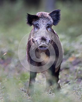 Wild boar standing on grassland