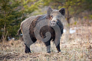 Wild boar standing on meadow in wintertime nature.