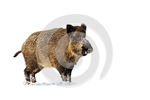 Wild boar standing on snow isolated on transparent background