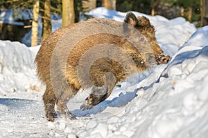 Wild boar standing in the snow in winter,