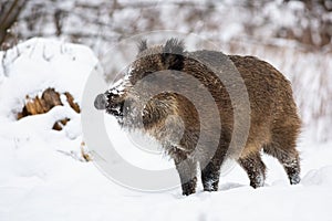 Wild boar standing on snow in wintertime nature.