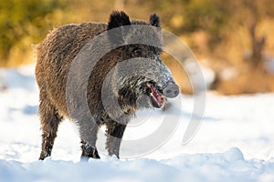 Wild boar standing on snowy field in winter nature