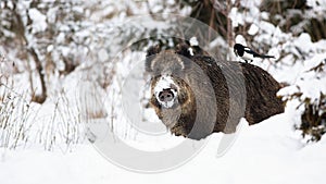 Wild boar standing on white field in wintertime nature.