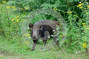 Wild boar stands in summer forest and looks attentively