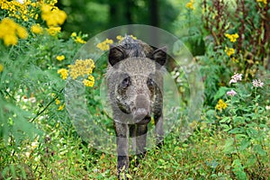 Wild boar stands in summer forest with yellow flowers  and looks attentively