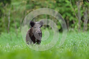 Wild boar