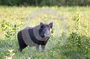 Wild boar (sus)