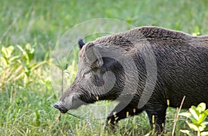 Wild boar (sus)
