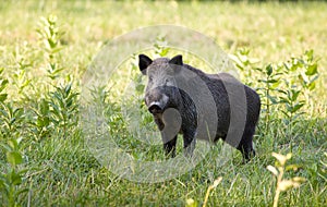 Wild boar (sus)