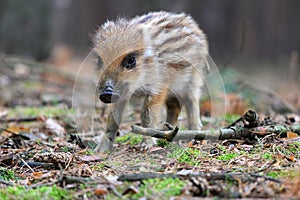 Wild boar, Sus scofra