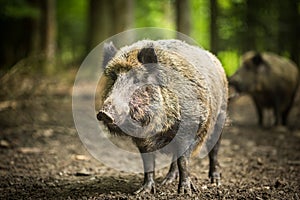 Wild boar Sus scrofa