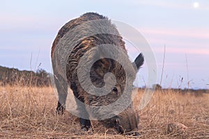 Wild boar Sus scrofa