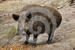 Wild boar Sus scrofa